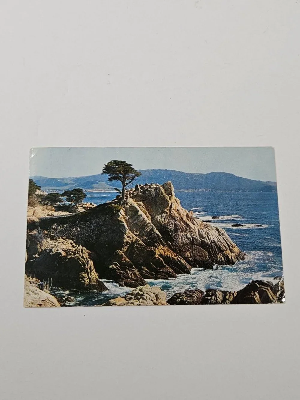 Lone Cypress Point Monterey Cypress Postcard